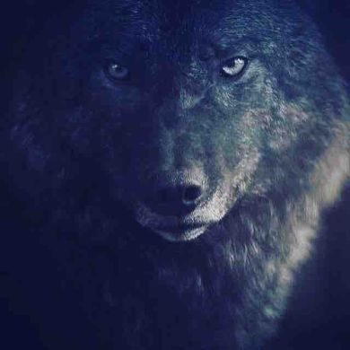 Abu Umar Umarovich Profile Picture