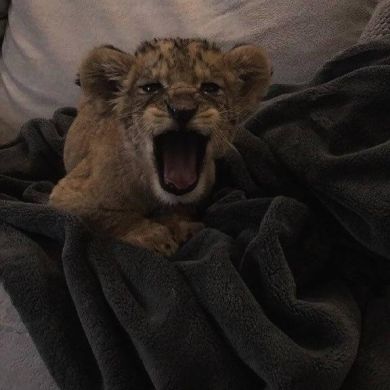 Muhammad Isaev Profile Picture