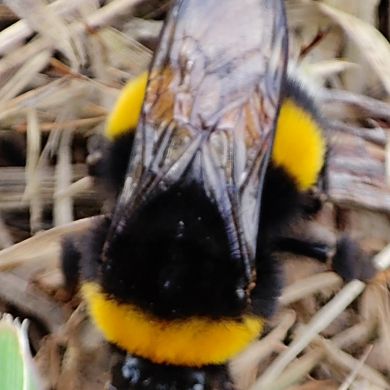 Enzo Nalo Profile Picture