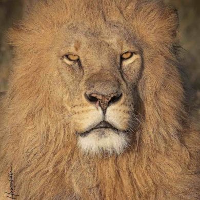 Мухаммад Абу Адам Profile Picture