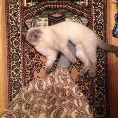 فاطمة بنت  عبد العزي