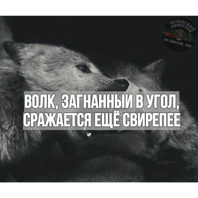Ислам Шишан Profile Picture
