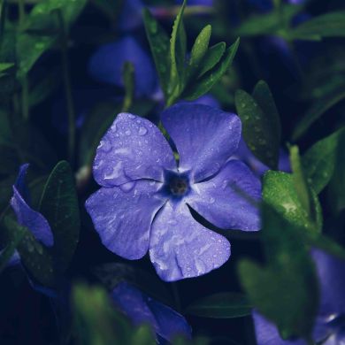 Hafsa Umm AsaduLlah Profile Picture