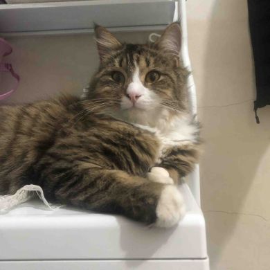 Шахида Шахидов