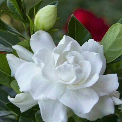 Ханифа  Латиева  Profile Picture