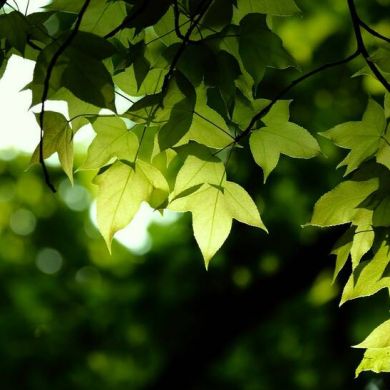 lLkham.os Profile Picture