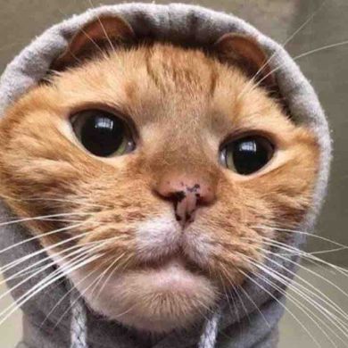 Lek Bergmann Profile Picture