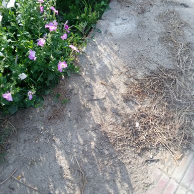 Ayman Abdelkader Profile Picture