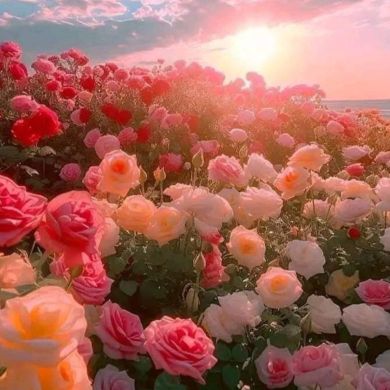 Engy Ahmed Profile Picture