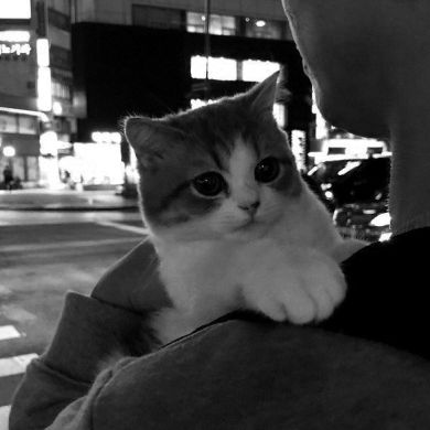 Abdullah Shishani Profile Picture