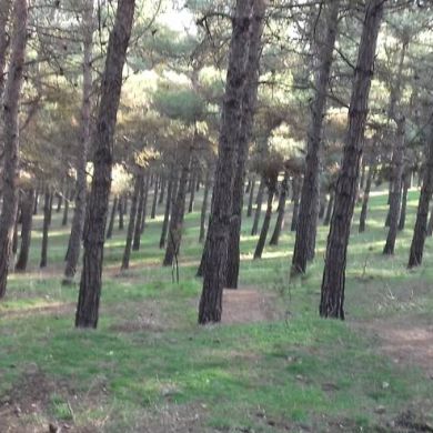 Али Алиев Profile Picture