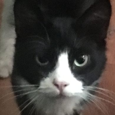 Лакец Лак Profile Picture