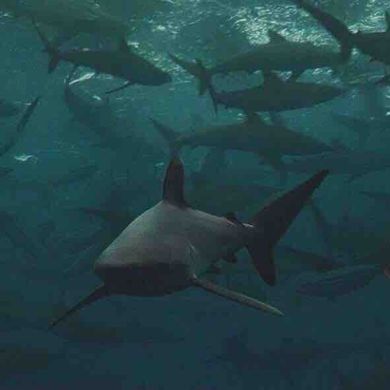 Asadulla Khamidov Profile Picture