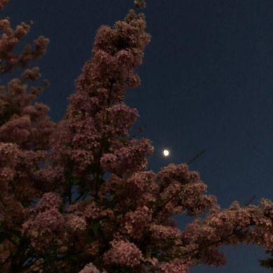 гуля Ахмедова