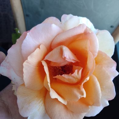 Akram Ghodbane Profile Picture