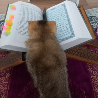 Суть Знаний Profile Picture