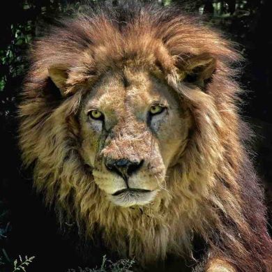 Alisher Jalilov Profile Picture