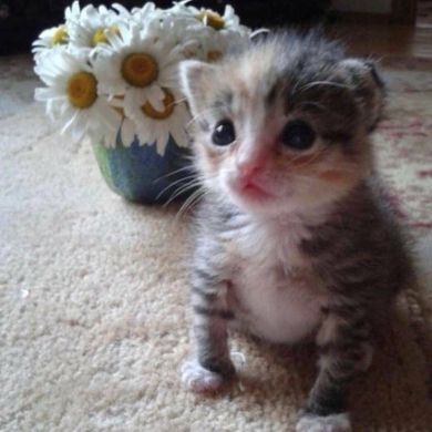 Mr. Abdurrahmanovich Profile Picture