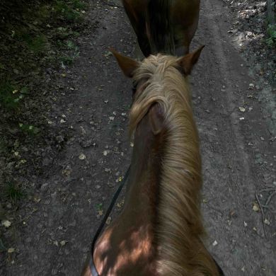 صفية شامل Profile Picture