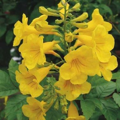 محمود نجي العاتي