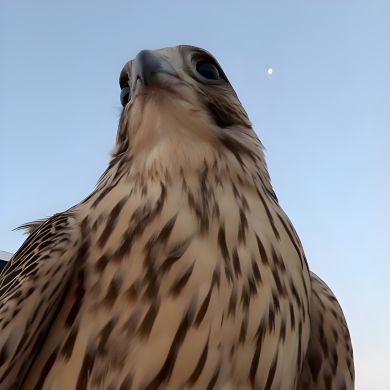 malika.dzhappueva Profile Picture