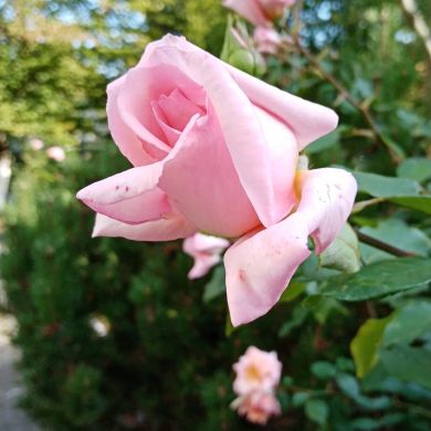 Mарьям Шинг Profile Picture