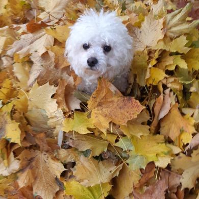 Anatolie Boescu  Profile Picture