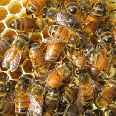 Ayub Dzhabrailov Profile Picture