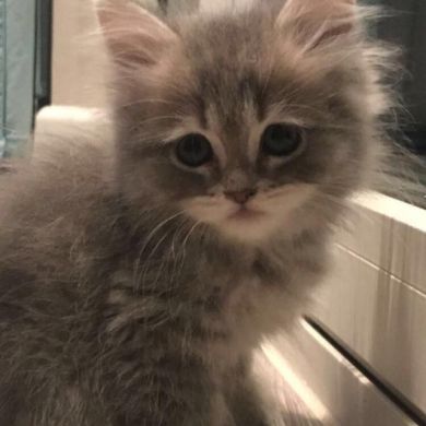 ابراهيم ابو صالح Profile Picture