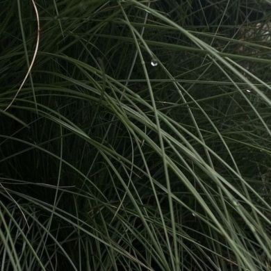 Мединский Ветер