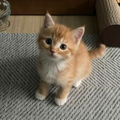 Shoirakhon Tojiboyev