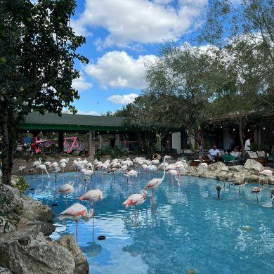 Aima Abdullah Profile Picture