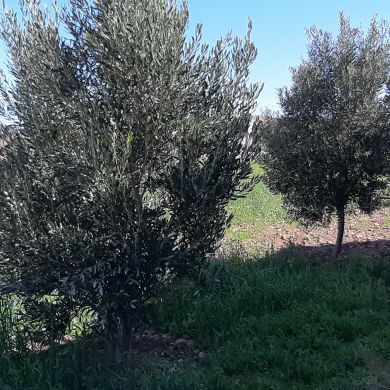 محسن محسن Profile Picture