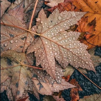 djou_mana Profile Picture