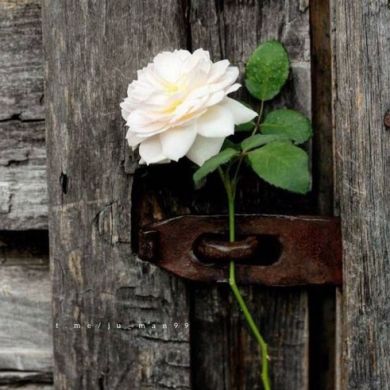 أم عبداللـــــــه