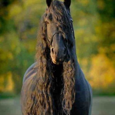 Hozan Ibrahim Profile Picture