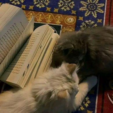 وداد ے Profile Picture