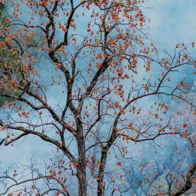 ميراث جوامع السلف