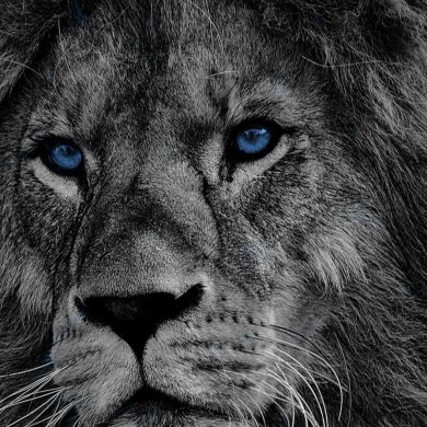 ቢስሚከ ነህያ