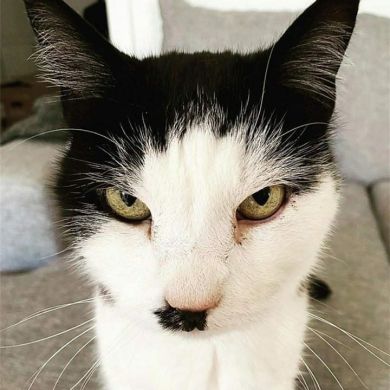 أميمة الشويخ