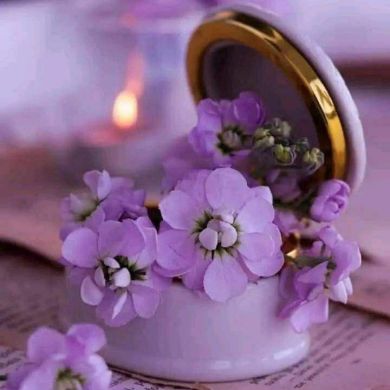 راحمه حسن Profile Picture