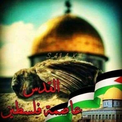 Ahmed Selim Profile Picture