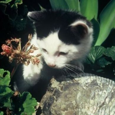 سفيان بن أحمد