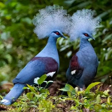 kasim shelemo Profile Picture