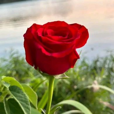 Ayisha dinsefa Profile Picture