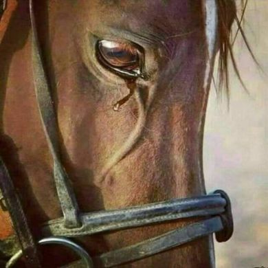 محمد أبو حامد