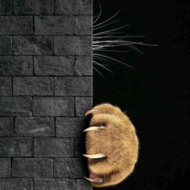 nihal abdi Profile Picture