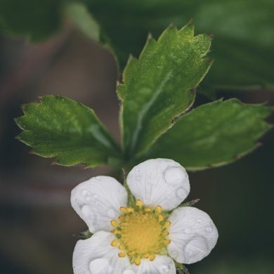 Madina_Chakhkieva Profile Picture