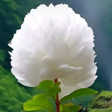 عبدالقادر القحطاني Profile Picture