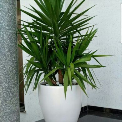 abduljelil ahmedin abu henif Profile Picture